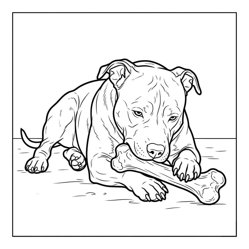 Pitbull tygger bein fargelegging