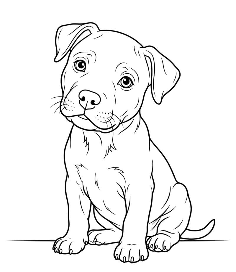 Pitbull valp fargelegging