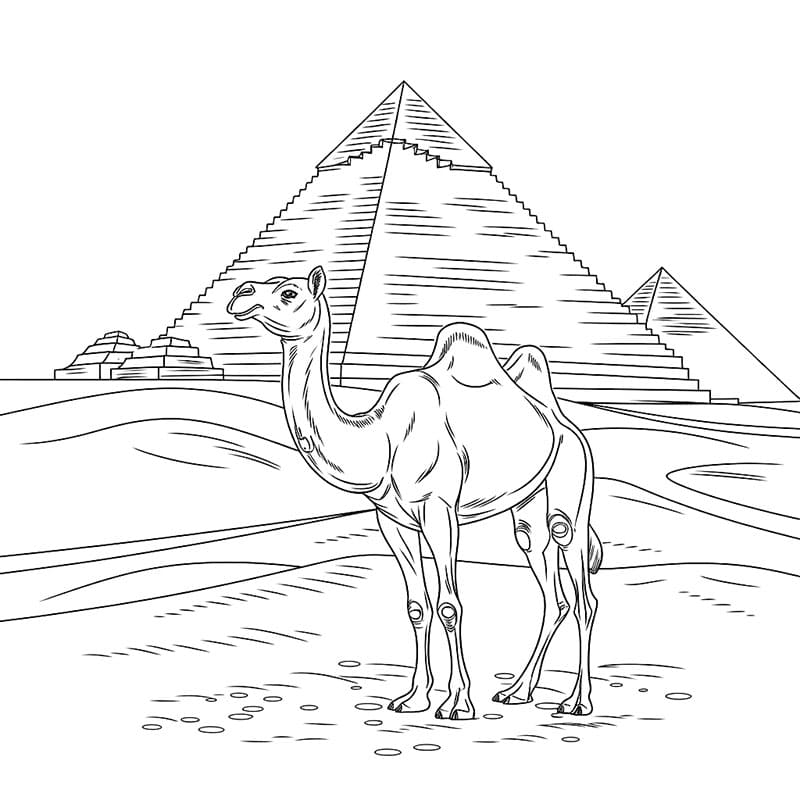 Pyramide med kamel fargelegging