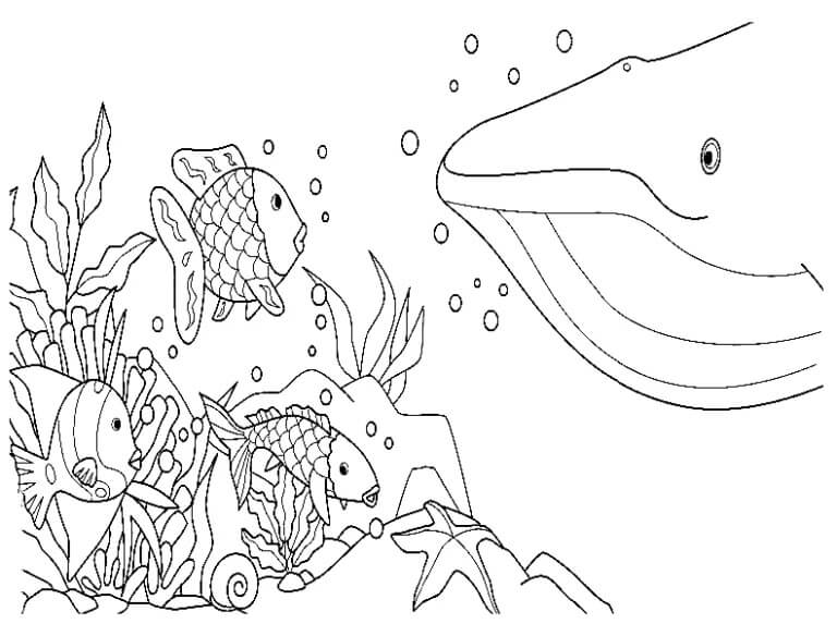 Regnbuefisken og stor blåhval fargelegging