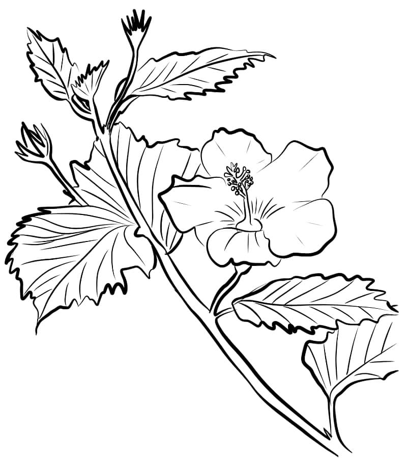 Rosa hibiskus fargelegging