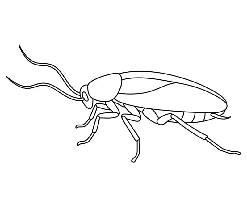 Sidekrypende kakerlakk fargelegging