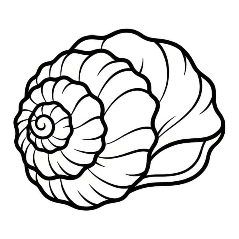 Skjell med folder fargelegging