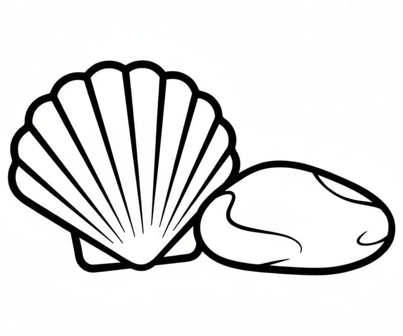 Skjell ved siden av en småstein fargelegging