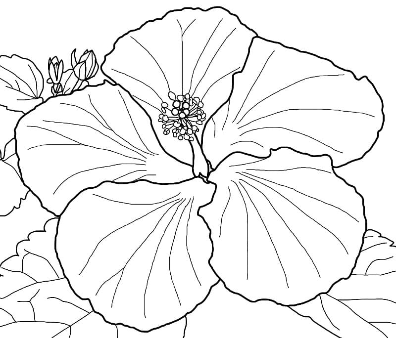 Skriv ut hibiskus fargelegging