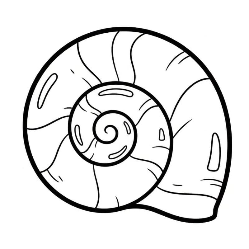 Spiralskall fargelegging