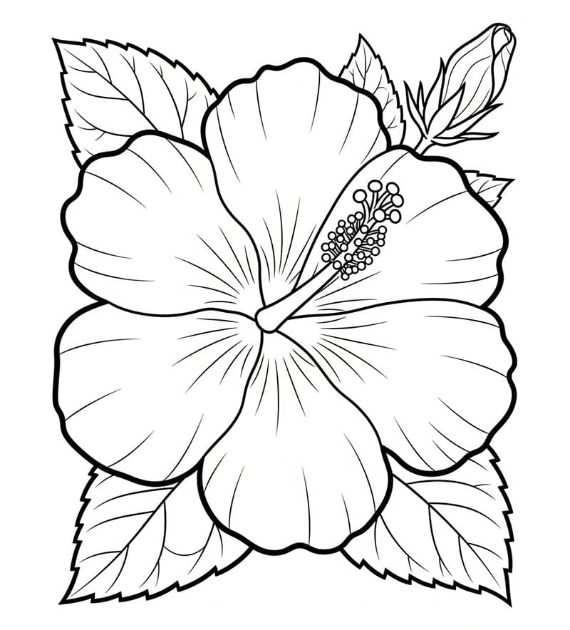 Stor hibiskus fargelegging