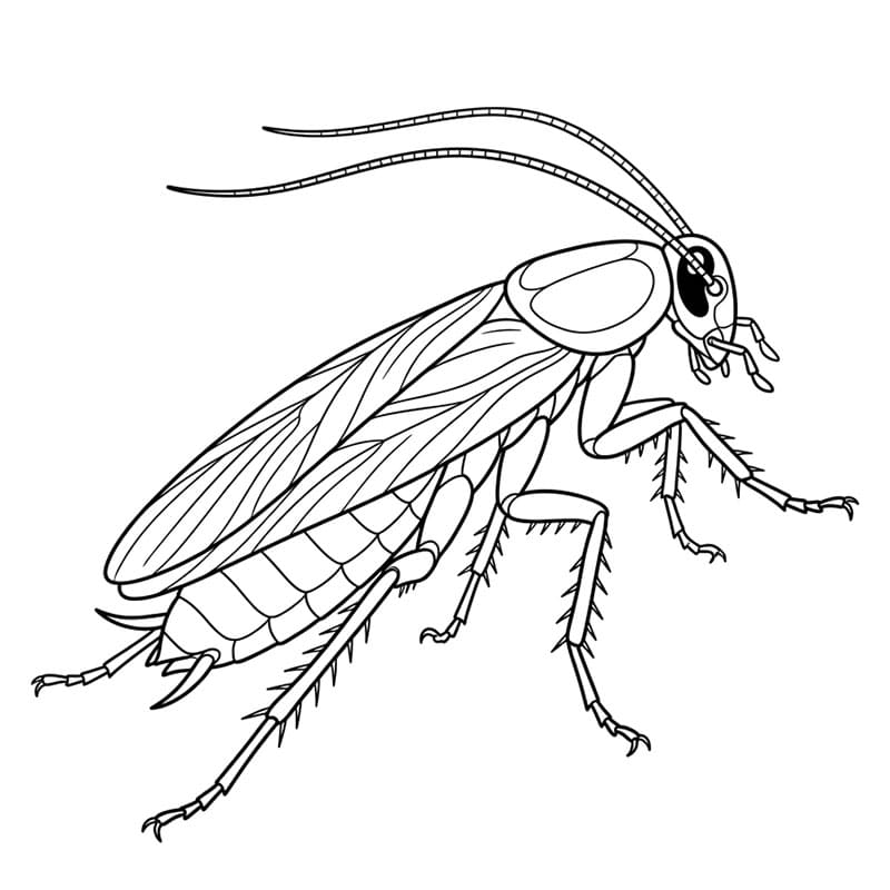 Stor kakerlakk fargelegging