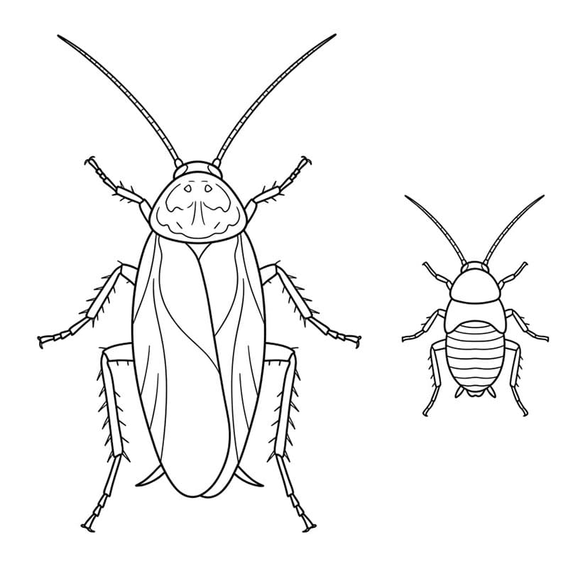 Stor og liten kakerlakk fargelegging