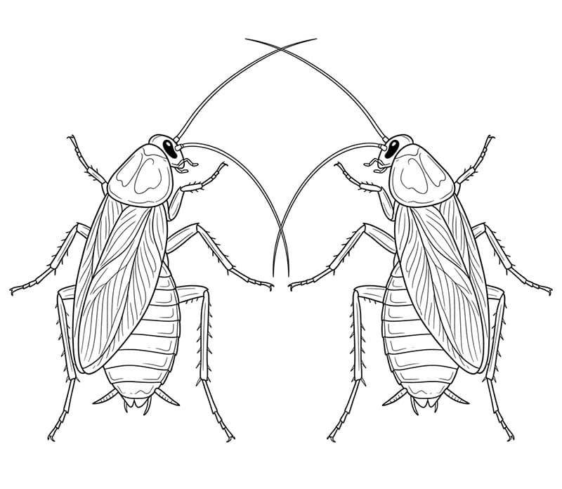 To kakerlakker fargelegging