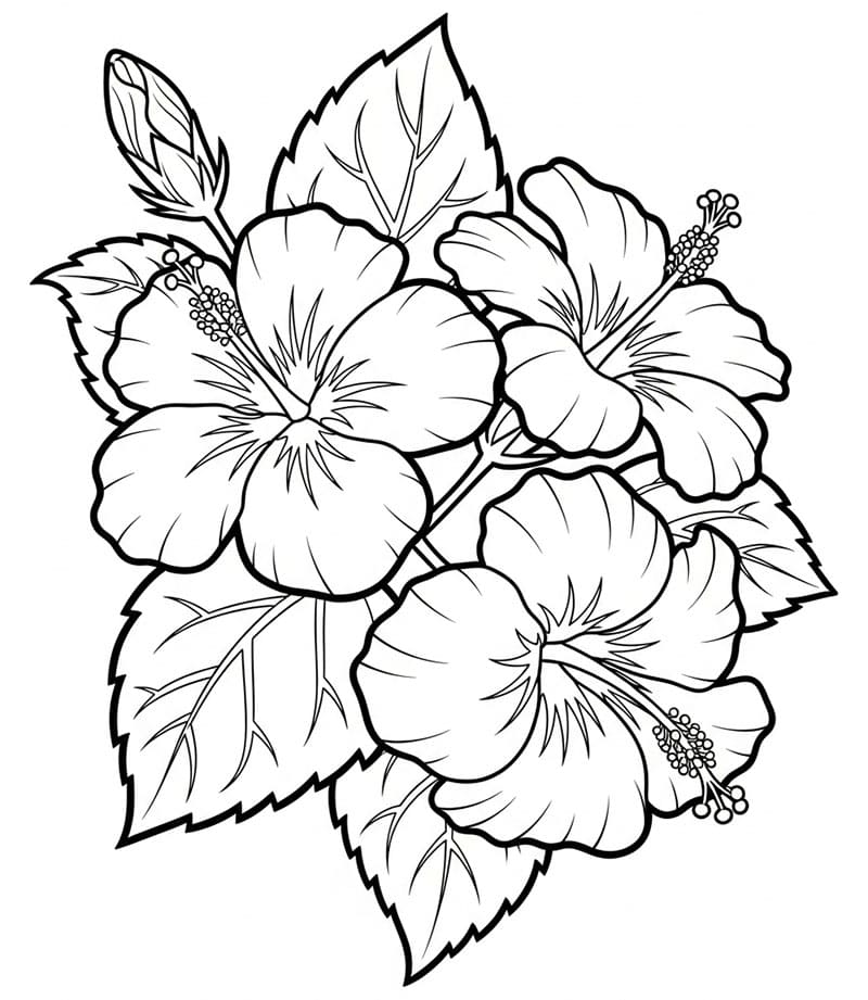 Tre hibiskuser fargelegging