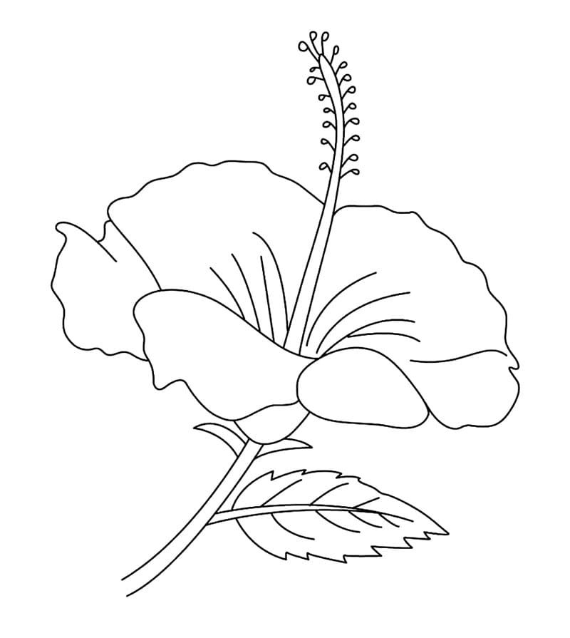 Utskrivbar hibiskus fargelegging