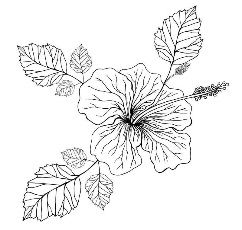 Utskrivbar hibiskusblomst fargelegging