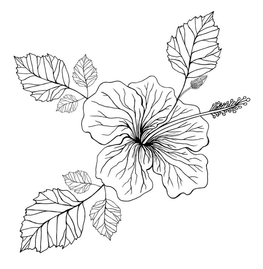 Vakker hibiskus fargelegging