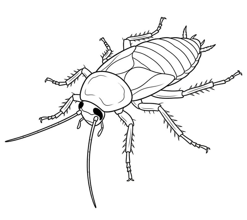 Vinklet kakerlakkvisning fargelegging