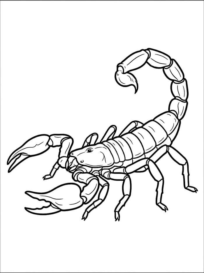 Skorpion Fargelegging
