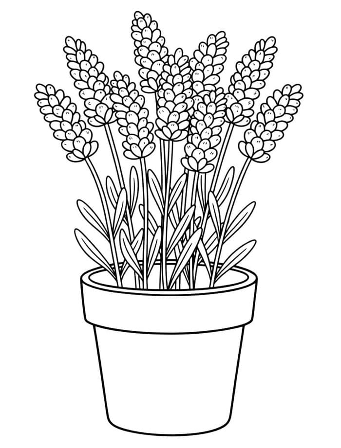 Lavendelblomsterpotte fargelegging