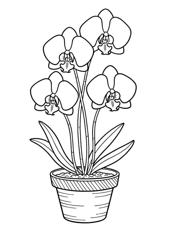 Orkideblomsterpotte fargelegging