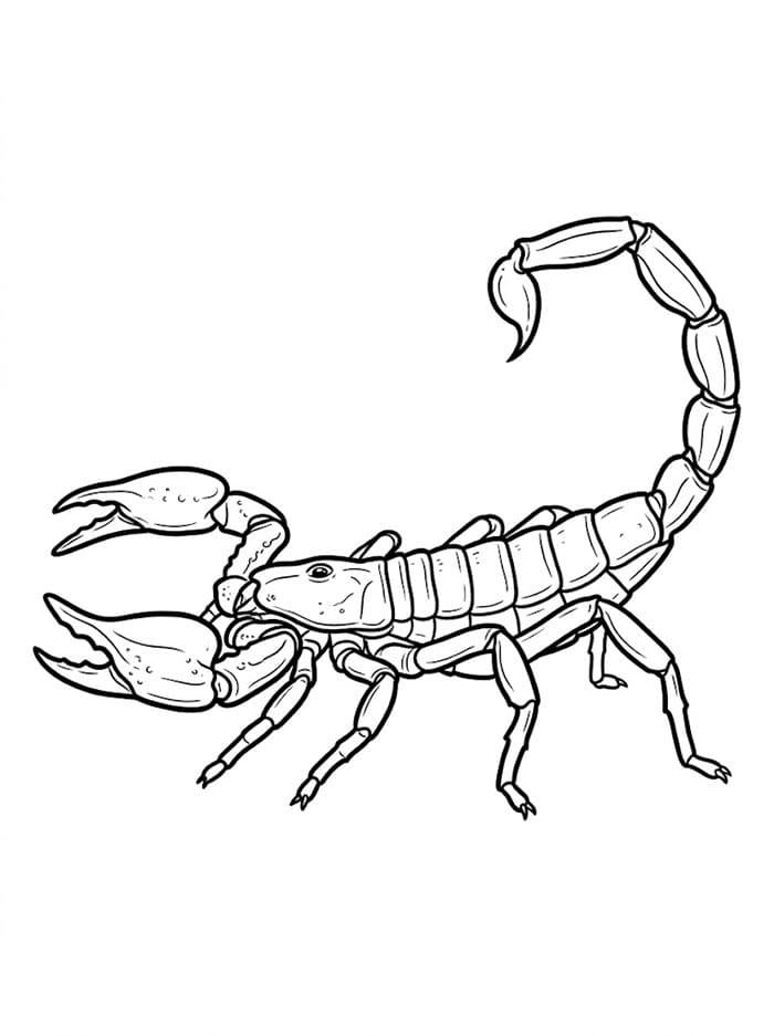 Sideprofilskorpion fargelegging