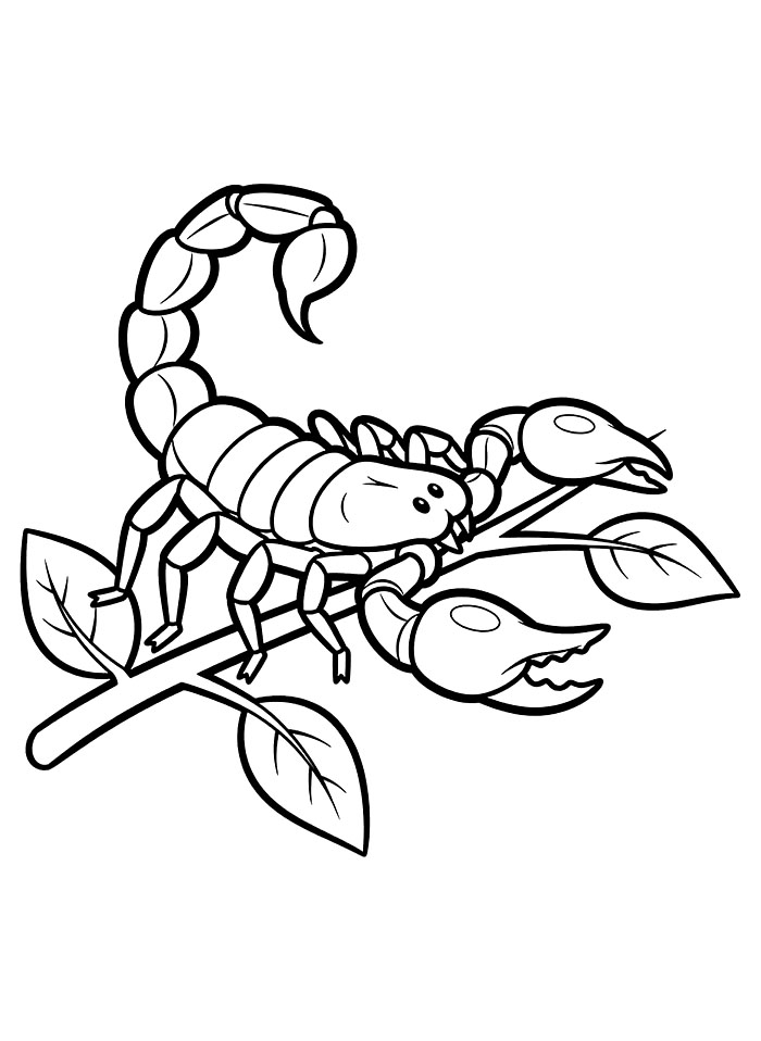 Skorpion og gren fargelegging