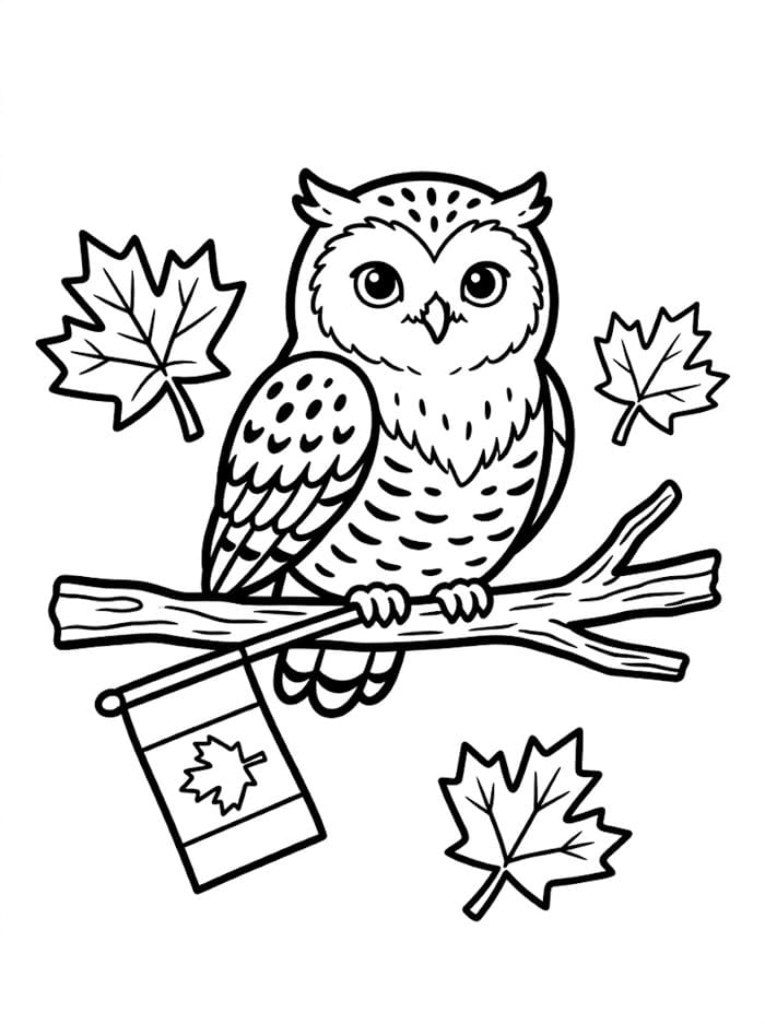 Canada Ugle fargelegging