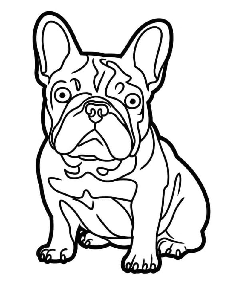 Bilde av en fransk bulldog fargelegging