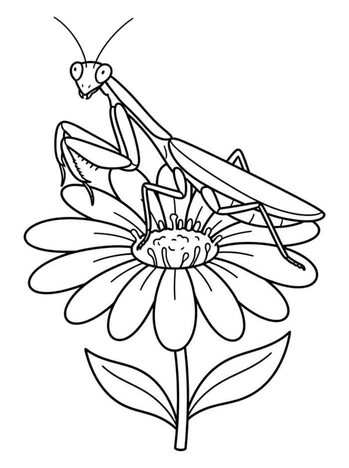 Kneler på en blomst fargelegging