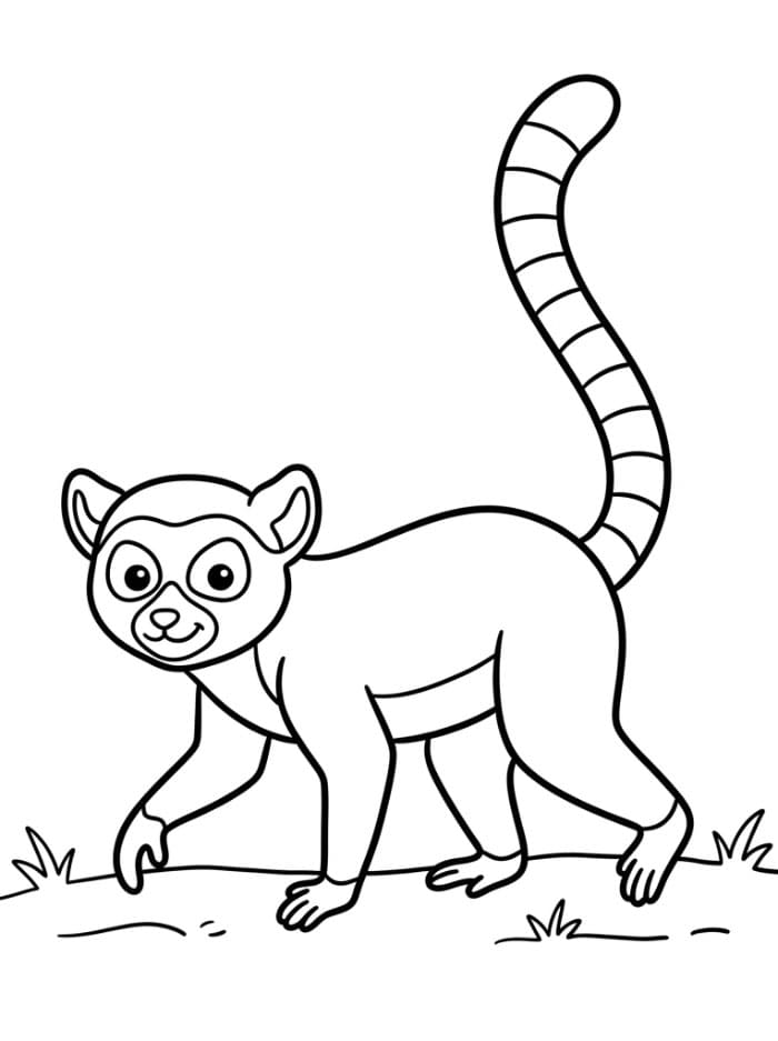 Lemur Fargelegging