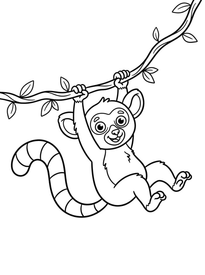 Lemur som svinger fargelegging