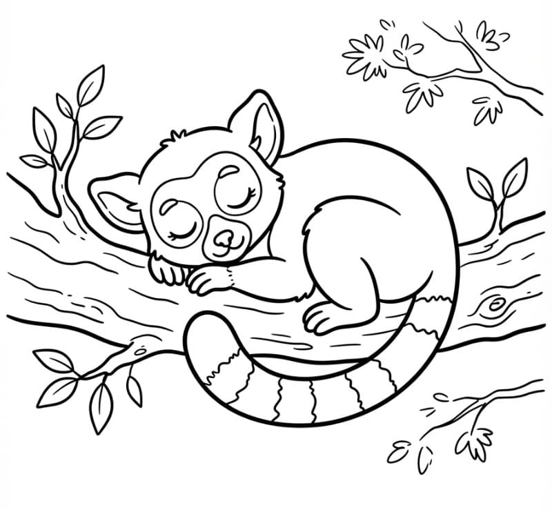 Sovende lemur i tre fargelegging