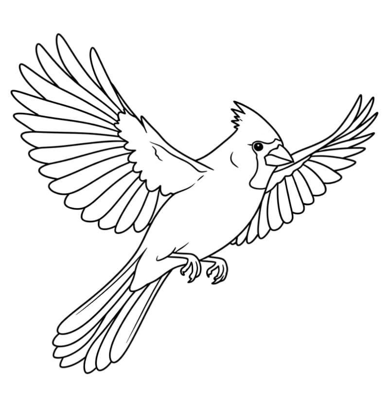 Flyvende kardinal bilde fargelegging