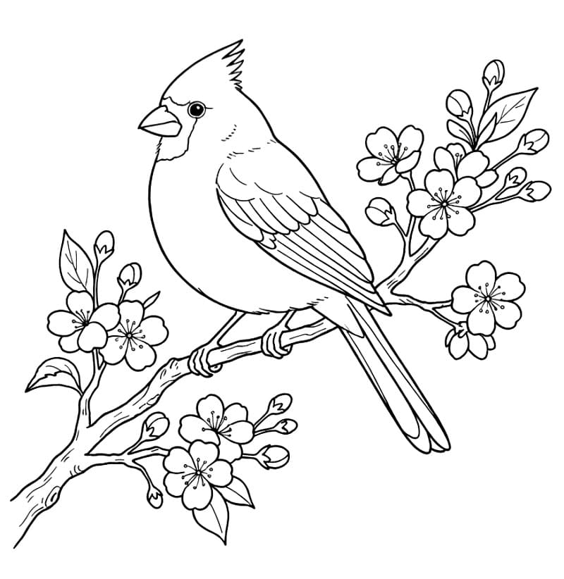 Kardinal på gren med kirsebærblomster fargelegging