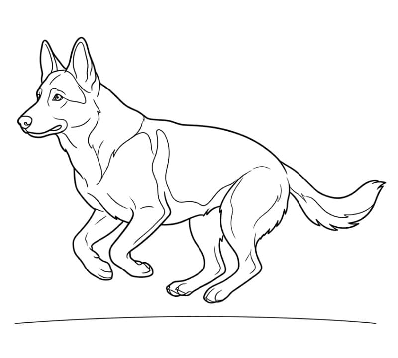 Løpende schäferhund fargelegging