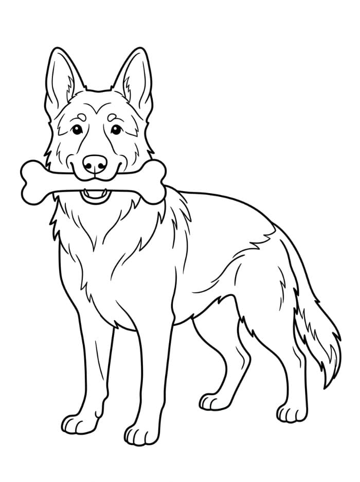 Schäferhund Fargelegging