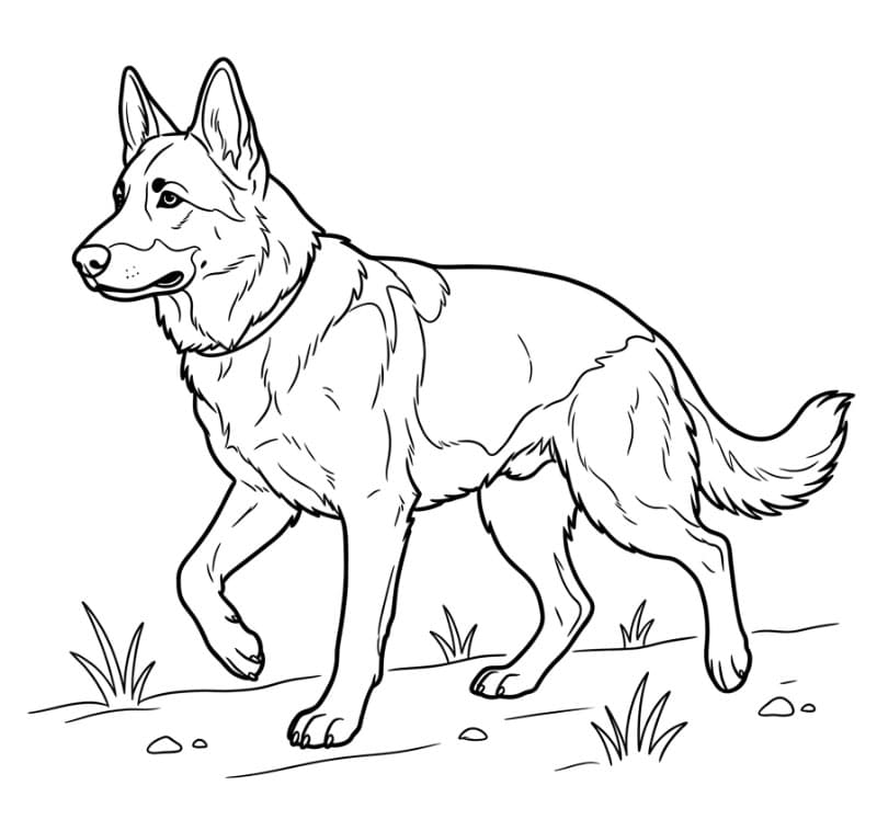 Schäferhund på tur fargelegging