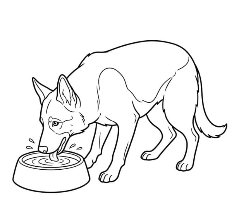 Schäferhund som spiser fargelegging