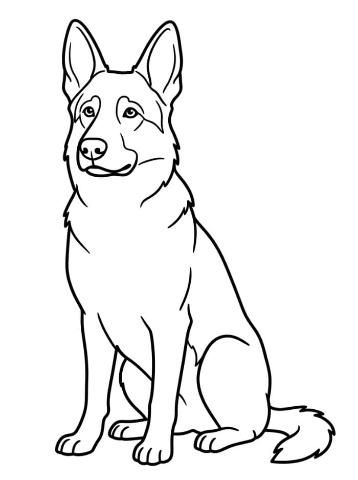 Sittende schäferhund fargelegging
