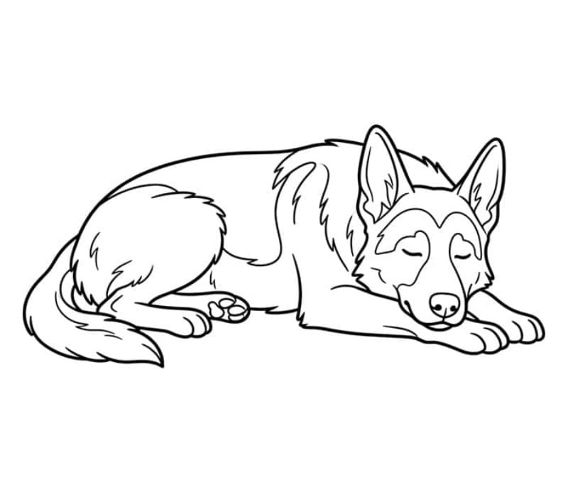 Sovende schäferhund fargelegging