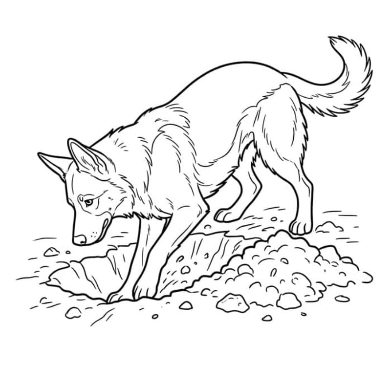 Vanlig schäferhund fargelegging